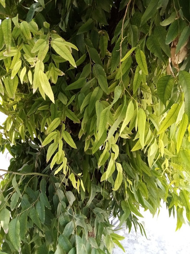 Té De Eucalipto 2kg Eucalyptus Globulus