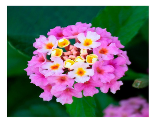 50 Sementes De Flor Lantana Câmara Sortidas / Cambará
