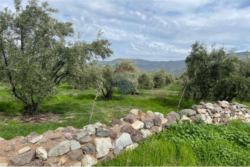 Parcela De Olivos, San Felipe