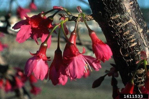 1 Ciruelo Cerezo Campanulata  Flores Fiuscha Roxo Raro Enano