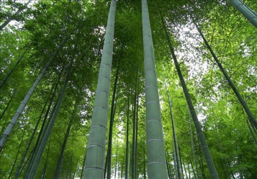 150 Semillas De Bambu Super Gigante + Instructivo