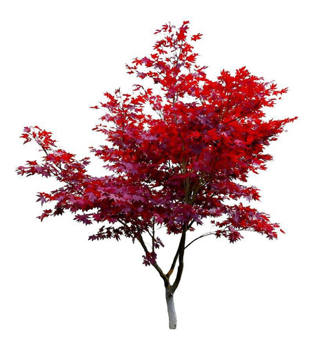 Acer Japónico / Árbol / Planta Ornamental