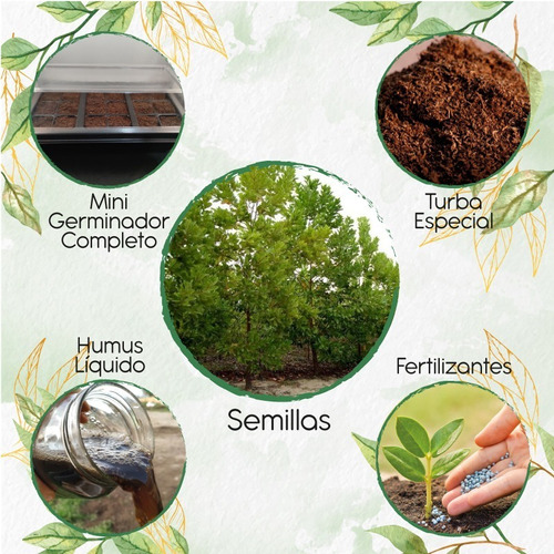 40 Semillas Árbol Acacia Mangium Y Kit Germinación Espec