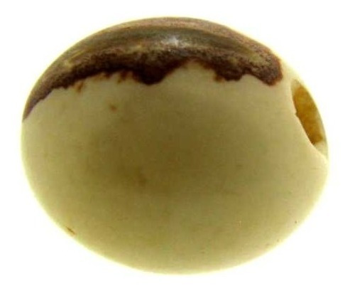 Semente Bacaba Natural  (furada/polida) - 50 Peças