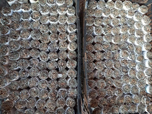 Rollos De Salvia Blanca De Baja California 3 Pzas