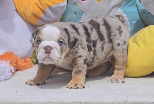 Bulldog Inglés Chocolate Merle