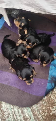 Cachorros Yorkshire