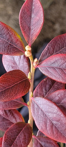 Plantas De Arándanos 