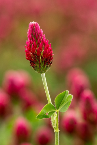 Semilla De Trébol Rojo/ Violeta - Trifolium Pratense (10 Kg)