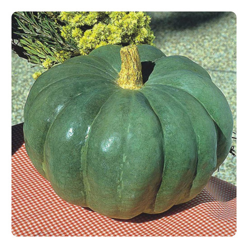 250 Sementes De Cucurbita Máxima Duchesne - 50g