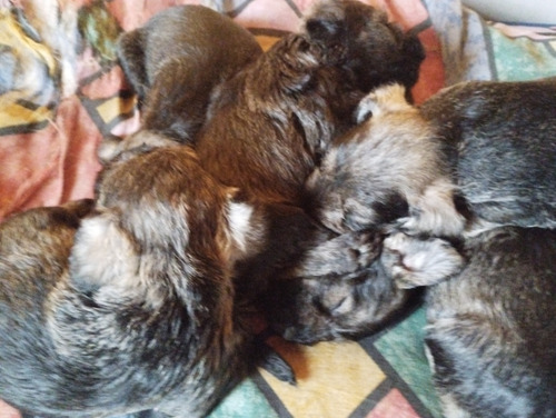 Cachorros Schnauzer Miniatura