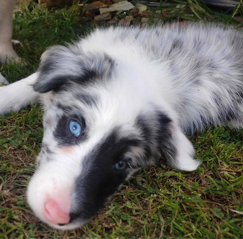 Imagen 2 de 3 de Cachorros Border Collie Mascotas Rionegro Medellin Bogotá