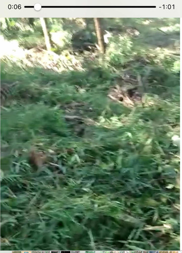 Imagem 9 de 9 de Sítio 10 Hectares No Sul De Mg