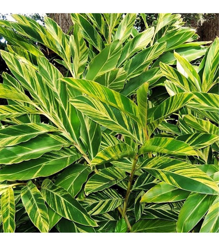 Bulbo Ou Muda De Alpínia Variegata
