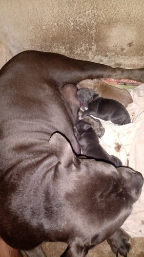 Imagem 4 de 4 de Filhotes American Bully Pedigree Abbr A Partir De 06/09/2021
