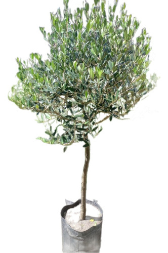 Aceituno Olea Europea Arbol, Olivo Olivera 30lts