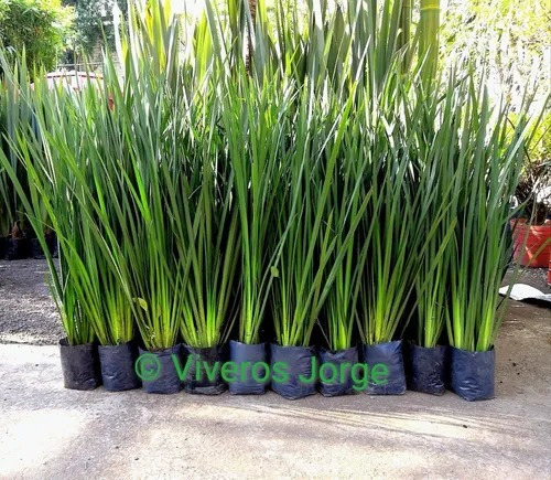 Imagen 2 de 3 de Lirio Persa (premium)