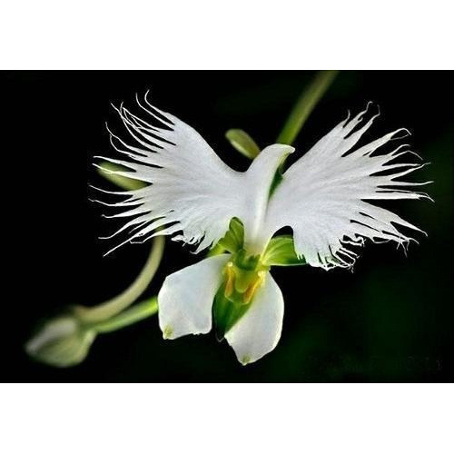 30 Sementes Orquidea Garça Branca Flor Rara E Exótica -