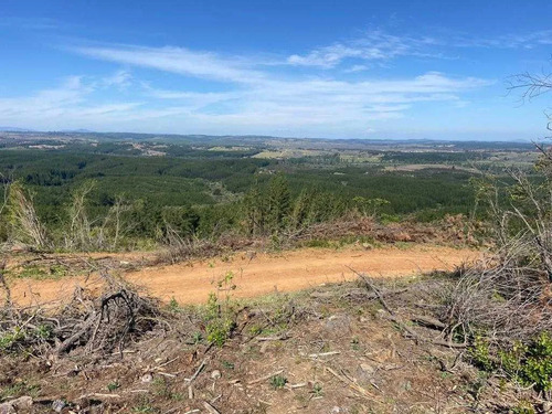 Bosque Con Manejo Cauquenes Inversión (177195)