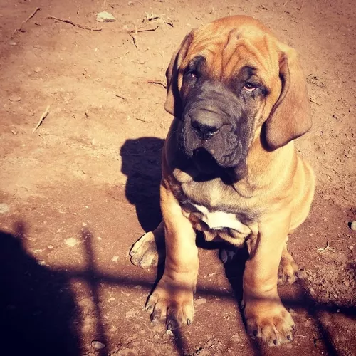 Cachorros Fila Brasileiro