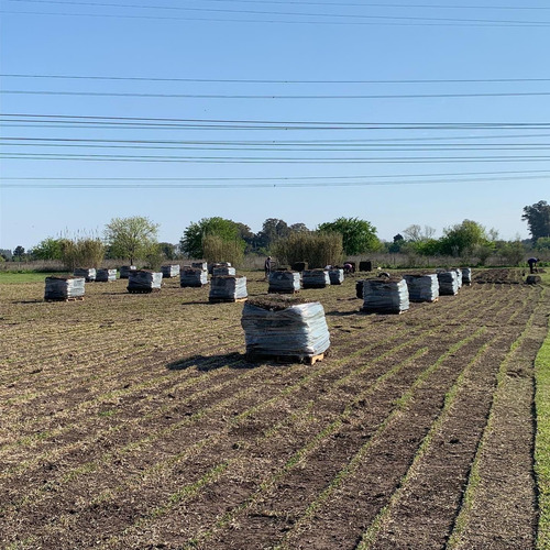 Grama Bahiana Somos Productores Zona Norte !!