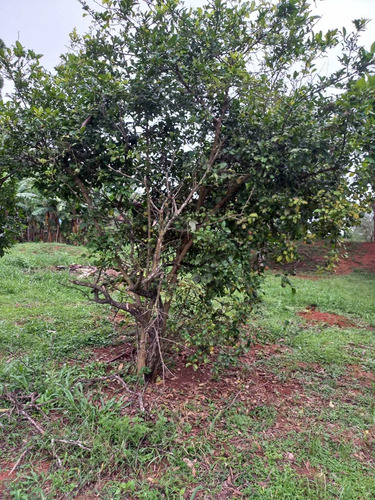 Imagem 16 de 30 de Chácara 28.340m2, Rica Em Água Com Açude, Árvores Frutíferas, Casa Sede Com 182m2, 2 Dormitórios, 1 Suíte, Curral, Pomar, Pasto, Poço Caipira - Ch00201 - 70578843