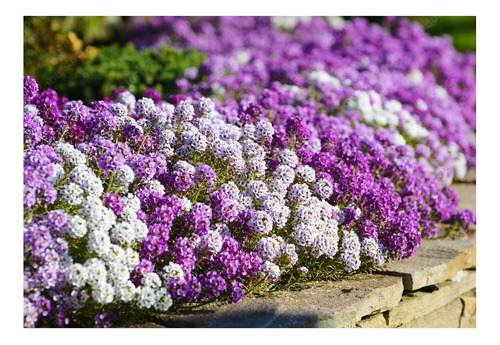 Lobularia Marina Mix De Semillas Blanca/violeta