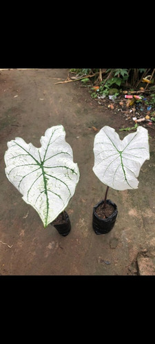 Kit 10 Caladium Branco (bulbos)