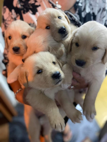 Golden Retriever Hembra Y Macho