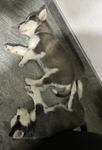 Cachorros Huskys 