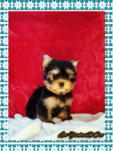 Yorkshire Terrier, Hembras Y Machos