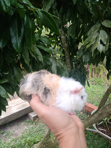 Porquinho Da India Preá