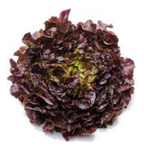 Lechuga New Red Fire (fuego) 50grs Calidad Profesional