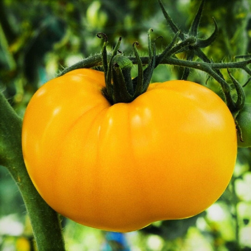 100 Semilla De Tomate Piña