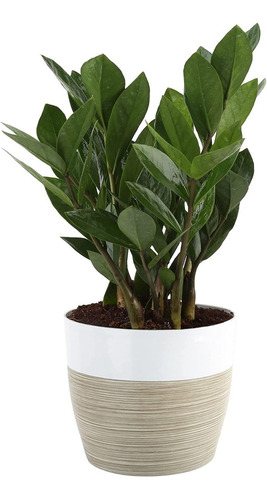 Zz Zamioculcas Zamiifolia, Planta De Interior, 12 Pulga...