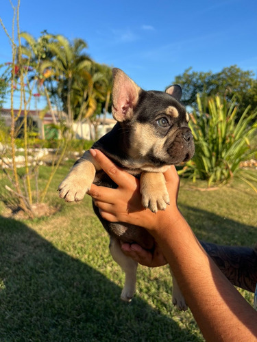 Maravilhosos Filhotes De Bulldog Francês Exóticos!