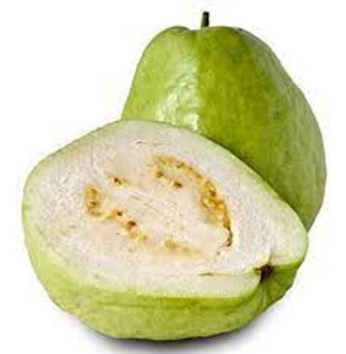 Planta Guayaba Manzana Gigante Blanco
