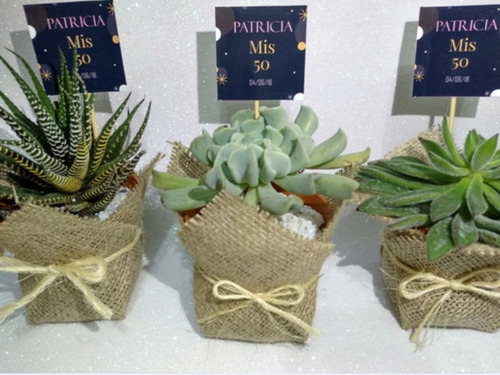 35 Suculentas N8 Eventos Empresarial Regalos Envíos Isiflor