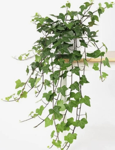 Planta Planta Trepadora Como Se Llama