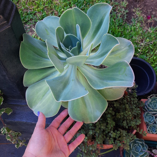 Echeveria Gibbiflora, 30 Cm De Diámetro, De Colección