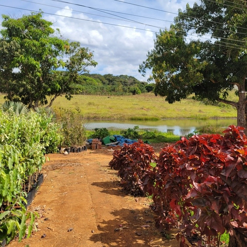 Chacara A Venda Em Goianira 40.000m2