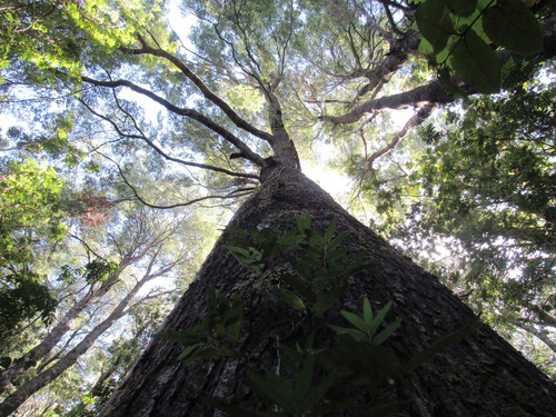 Venta En Verde, 16 Parcelas, Sector Huincacara, Villarrica