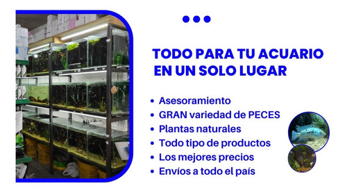 Fertilizante Liquido Acuario Plantado Sera 50ml _acuaworld