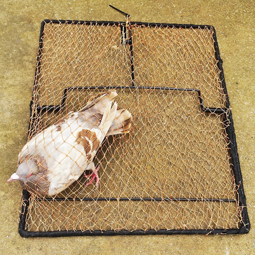 Trampa Para Pájaros, Paloma, Gorrión, Codorniz, Pollo, Contr