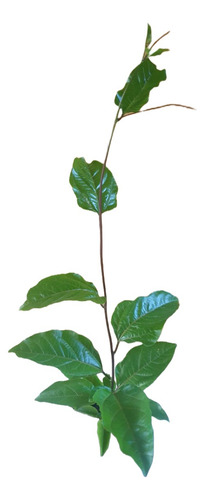 Planta De Maracuyá (passiflora Edulis) - 50 Cm
