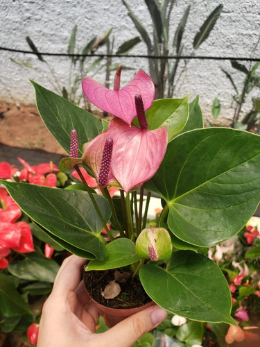 Mini Antúrio Roxa Lilás Planta Adulta E Natural Pt 09 | Parcelamento sem  juros