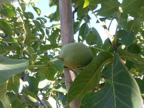 Imagen 28 de 30 de Finca De 12 Ha- Cuadro Benegas - San Rafael- Mendoza