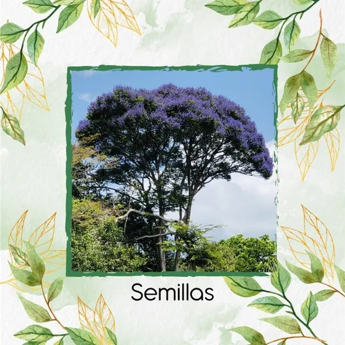800 Semillas De Árbol Jacaranda Copaia