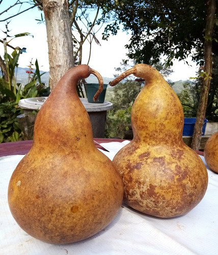 10 Semillas De Guaje Bule Gigante Calabaza Peregrina 