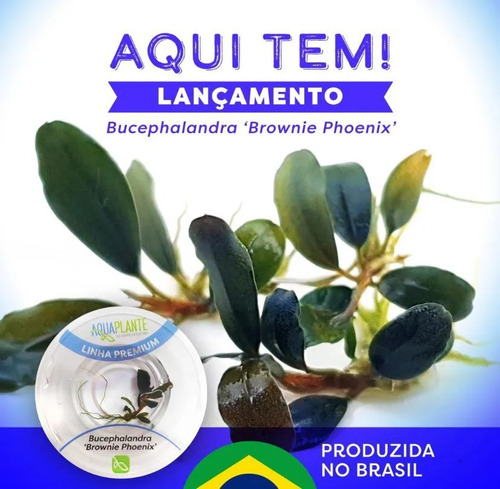 Imagem 2 de 3 de Bucephalandra Brownie Phoenix - In Vitro